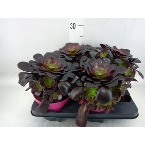 Aeonium arboreum 'Velours'