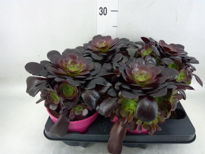 <h4>Aeonium arboreum 'Velours'</h4>