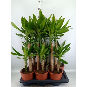 Dracaena frag. 'Steudneri'