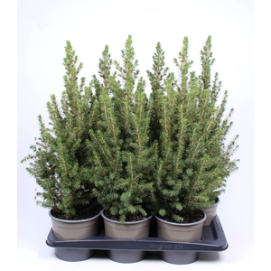 Picea glauca 'Conica'