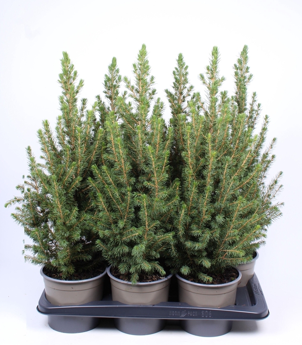 <h4>Picea glauca 'Conica'</h4>