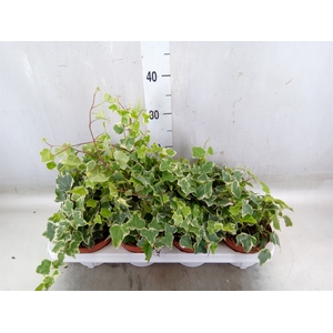 Hedera   ...variegated