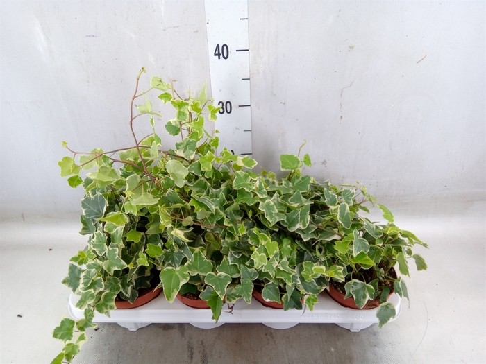 <h4>Hedera   ...variegated</h4>