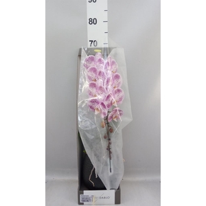 Phalaenopsis   ...lilac