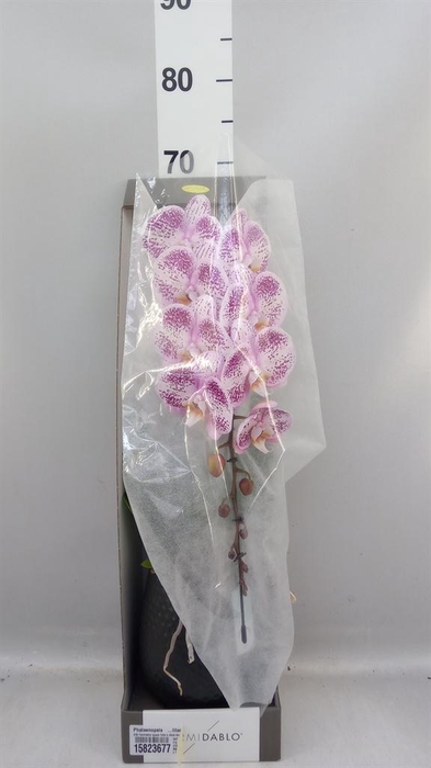 <h4>Phalaenopsis   ...lilac</h4>