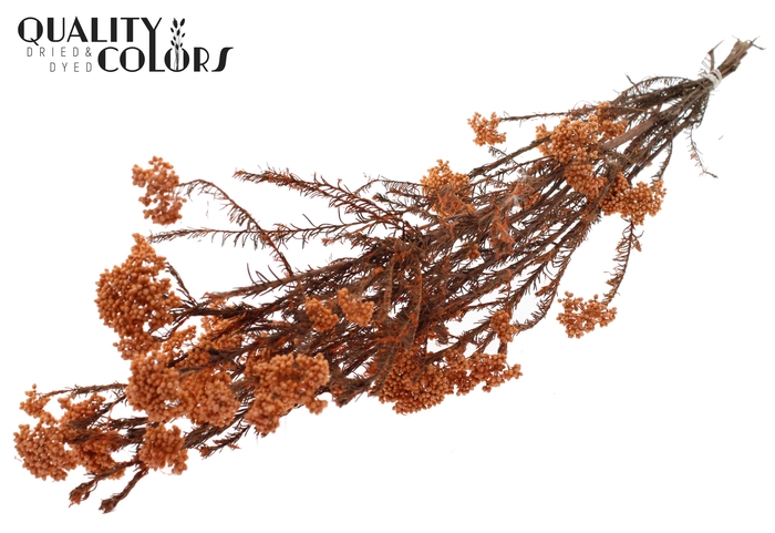 Rice Flower Preserved per bunch Salmon