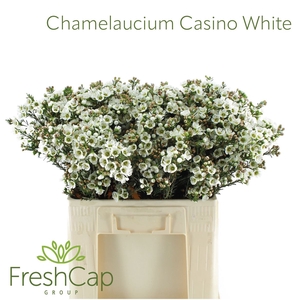 Chamelaucium Casino White