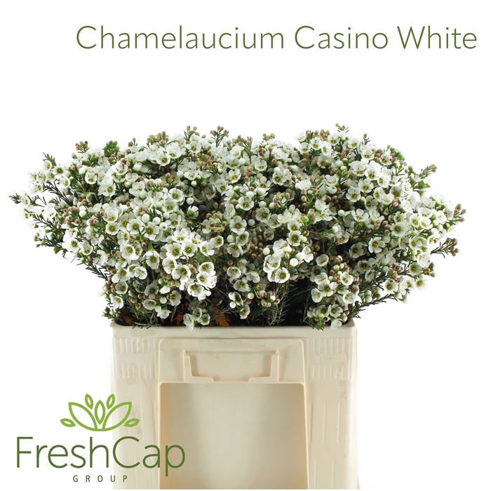 <h4>Chamelaucium Casino White</h4>
