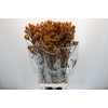 Anigozanthos Gold Fever