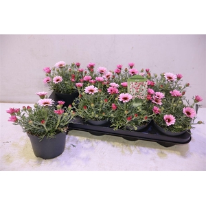 arr8 Rhodan H Zagora Pink