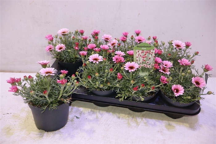 <h4>arr8 Rhodan H Zagora Pink</h4>