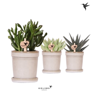 Kolibri Greens Succulenten mix in Flower pot sand