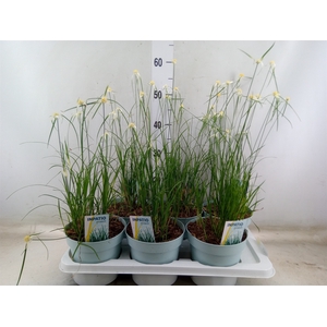 Rhynchospora colorata