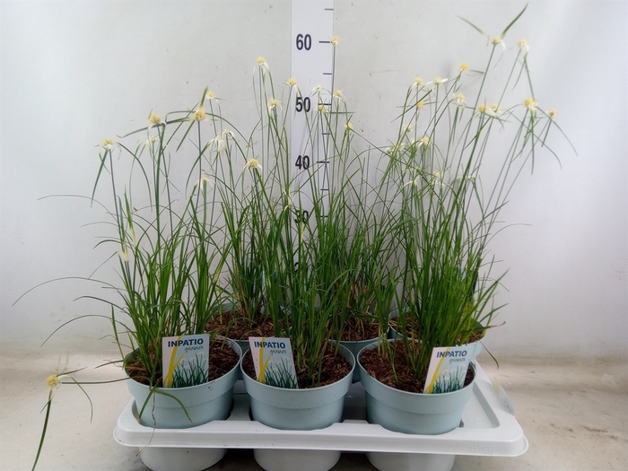 <h4>Rhynchospora colorata</h4>