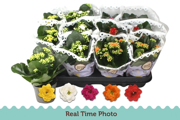 arr8 Kal Ge Gem 5 Kl