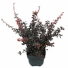 Berberis th. 'Dart's Red Lady' P17