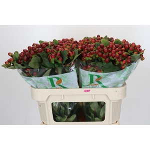 Hypericum Magical Seasons