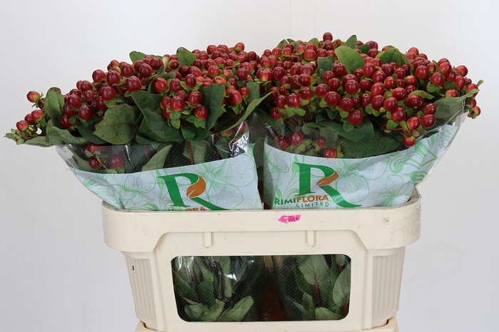 Hypericum Magical Seasons