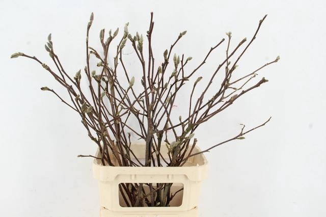 <h4>MAGNOLIA PER STEM 100CM</h4>