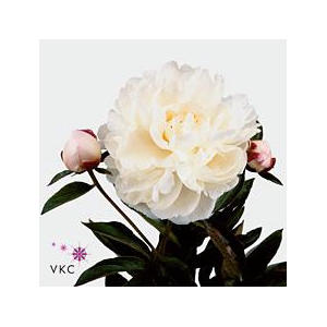 Paeonia gardenia