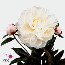<h4>Paeonia gardenia</h4>