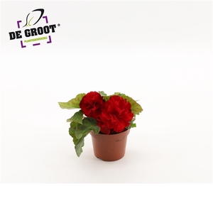 Begonia tuberhybride (Red)