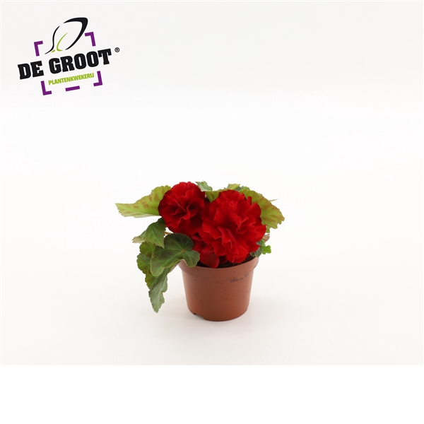 <h4>Begonia tuberhybride (Red)</h4>