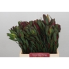 Leucadendron Fireglow Spray