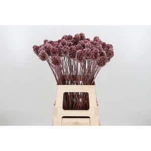 Allium Sphaero Kl Bh Rose Goud