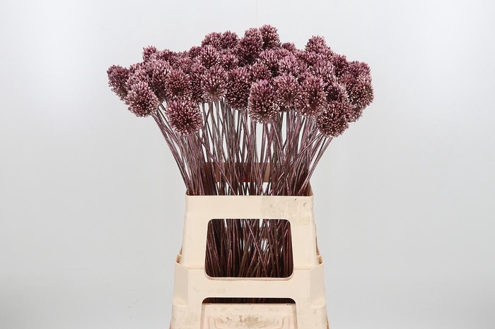 <h4>Allium Sphaero Kl Bh Rose Goud</h4>