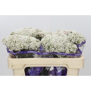 Ozothamnus Cooks Snow White