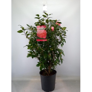 Camellia japonica