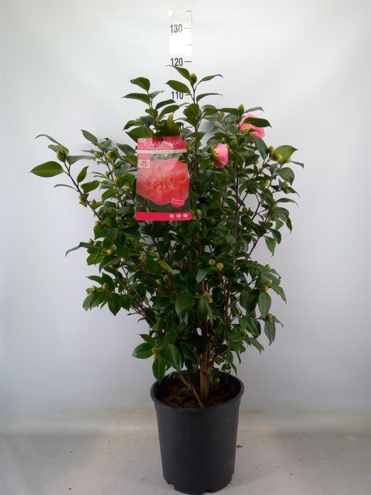 <h4>Camellia japonica</h4>