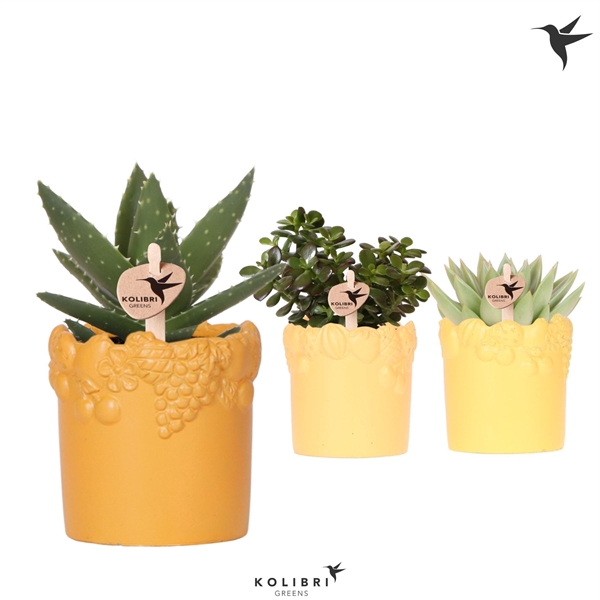 <h4>Succulenten gemengd 3 soorten</h4>