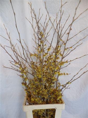 <h4>Hamamelis Mollis</h4>
