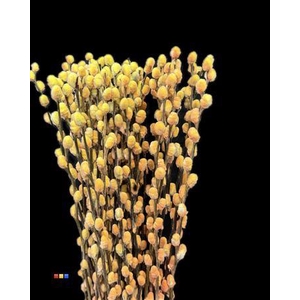 Salix Pussy Willow Sunshine