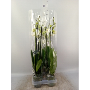 Phalaenopsis  'Ant Nottingham'