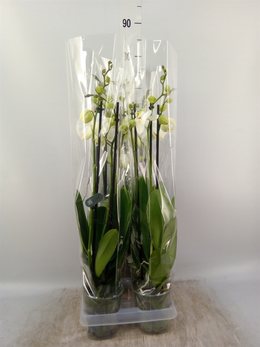 <h4>Phalaenopsis  'Ant Nottingham'</h4>