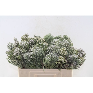 Kaaps Silver Brunia