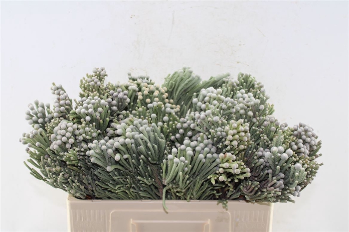 <h4>Kaaps Silver Brunia</h4>