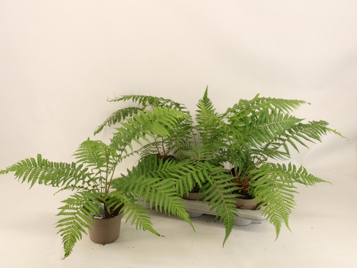 <h4>DICK ANTARCTICA</h4>