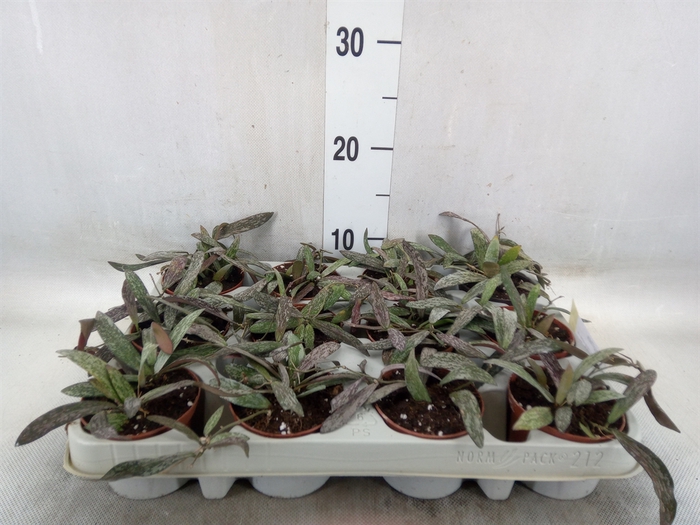 <h4>Hoya sigillatis</h4>