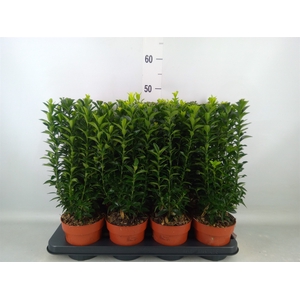 Euonymus japon. 'Green Spire'
