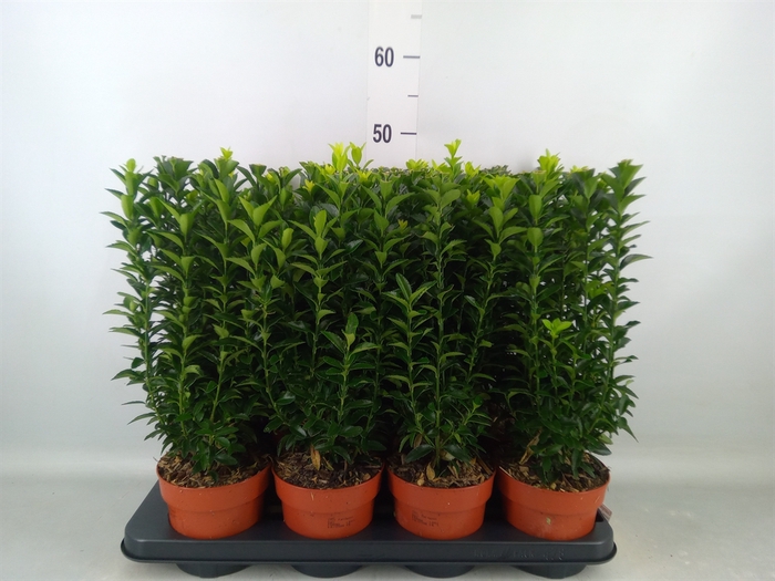 <h4>Euonymus japon. 'Green Spire'</h4>