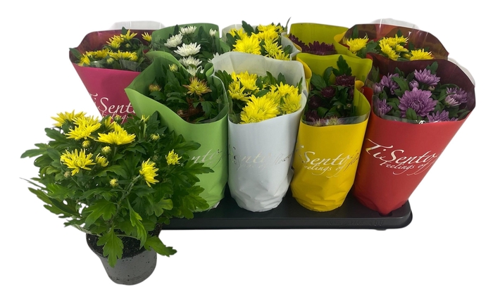 <h4>CHRYS GEVULDBL GEM</h4>