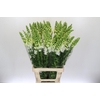 Antirrhinum Potomac White