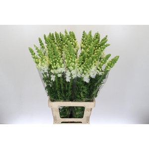 Antirrhinum Potomac White