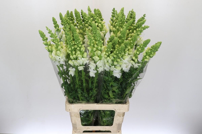<h4>Antirrhinum Potomac White</h4>