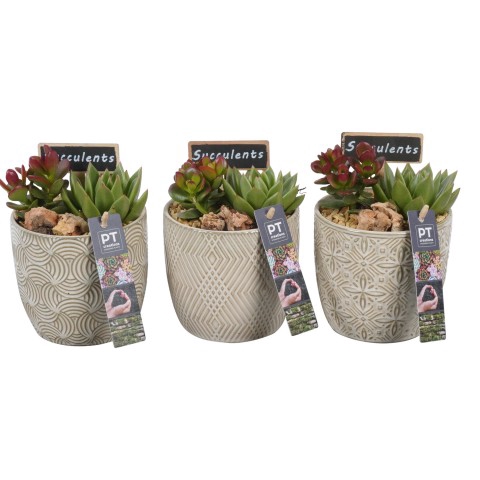 <h4>PTSU6105 Arrangementen succulenten</h4>