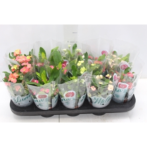 EUPHORBIA MILII MILIIANA P11
